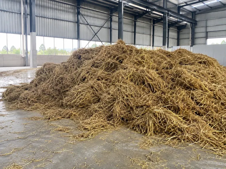 Rice straw
